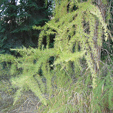 larch foliage, Mill Creek at Cole Road, NE of Colville, Washington