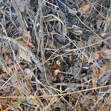 cottonwood leaf litter, Mill Creek at Cole Road, NE of Colville, Washington
