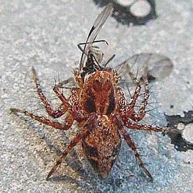 juvenile spider Oxyopes scalaris from Mill Creek at Cole Road, NE of Colville, Washington