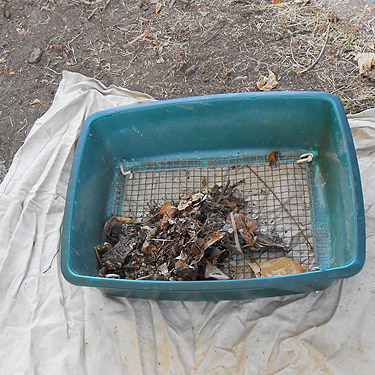 cottonwood litter in sifter, Mill Creek at Cole Road, NE of Colville, Washington