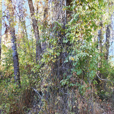 cottonwood thicket, Mill Creek at Cole Road, NE of Colville, Washington