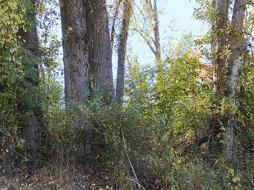 cottonwood trees, Mill Creek at Cole Road, NE of Colville, Washington