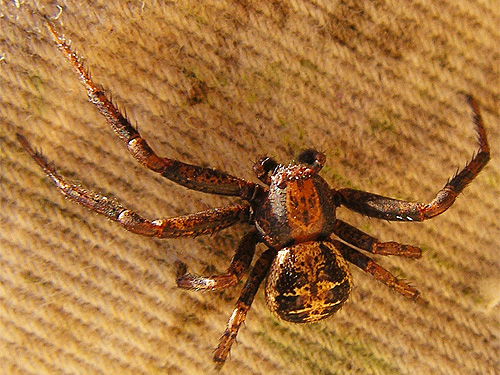male crab spider Xysticus elegans, Mill Creek at Cole Road, NE of Colville, Washington