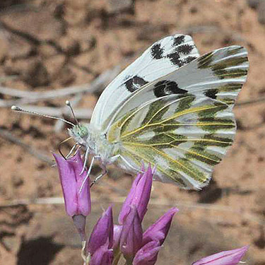 butterfly Pontia beckerii, S of Colockum Pass, Kittitas County, Washington