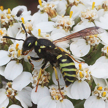 bembicine digger wasp, Sphecidae, S of Colockum Pass, Kittitas County, Washington
