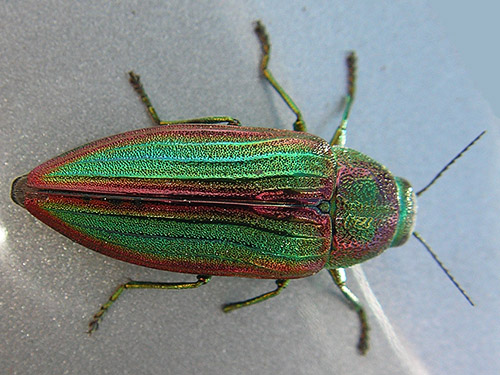 golden buprestid beetle Buprestis aurulenta, S of Colockum Pass, Kittitas County, Washington