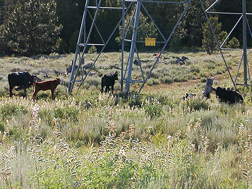 cattle overgrazing habitats, S of Colockum Pass, Kittitas County, Washington