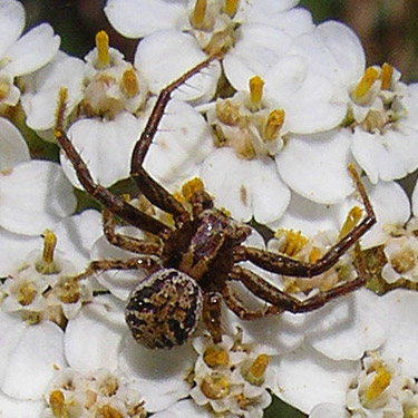 male crab spider Xysticus cunctator on flower, S of Colockum Pass, Kittitas County, Washington