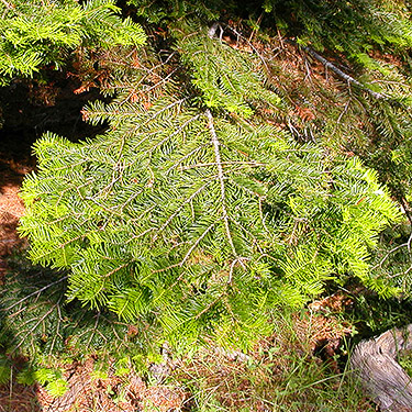 grand fir Abies grandis foliage, S of Colockum Pass, Kittitas County, Washington