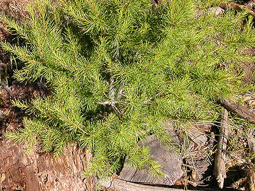 western larch Larix occidentalis foliage, S of Colockum Pass, Kittitas County, Washington