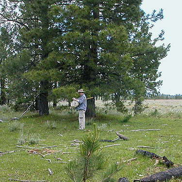 Laurel Ramseyer tapping pine cones, S of Colockum Pass, Kittitas County, Washington