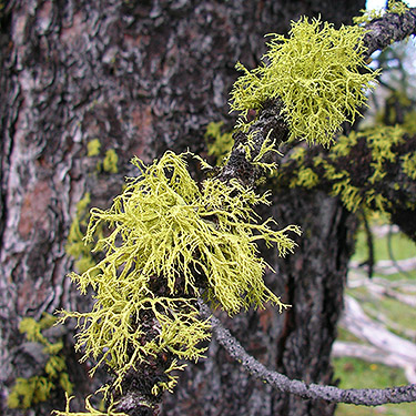 heavy lichen growth on trees, S of Colockum Pass, Kittitas County, Washington