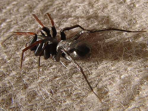 Micaria ant mimic spider, S of Colockum Pass, Kittitas County, Washington
