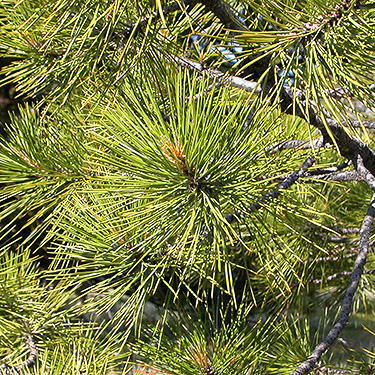 ponderosa pine foliage, S of Colockum Pass, Kittitas County, Washington