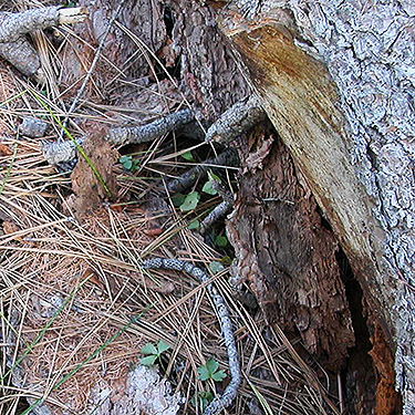 dead wood spider habitat, S of Colockum Pass, Kittitas County, Washington