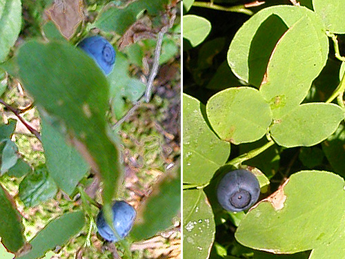 2 huckleberry species at Cora Lake, Lewis County, Washington