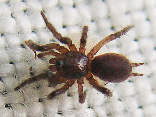 Microhexura idahoana spider from moss, spider site on Berry Creek, Lewis County, Washington
