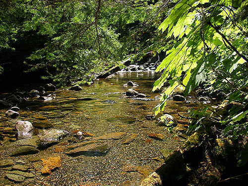 Creek at spider site on Berry Creek, Lewis County, Washington