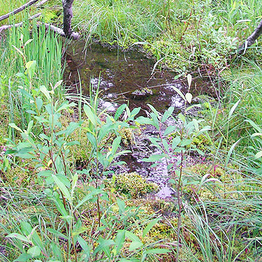 bog with surface moss, Cora Lake trailhead, Lewis County, Washington