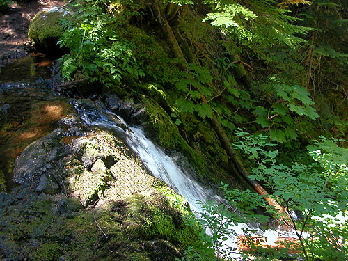 a cascade on Big Creek, trail to Cora Lake, Lewis County, Washington