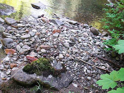 stream cobble spider habitat, spider site on Berry Creek, Lewis County, Washington