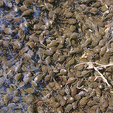 incredible population density of tadpoles in Cora Lake, Lewis County, Washington