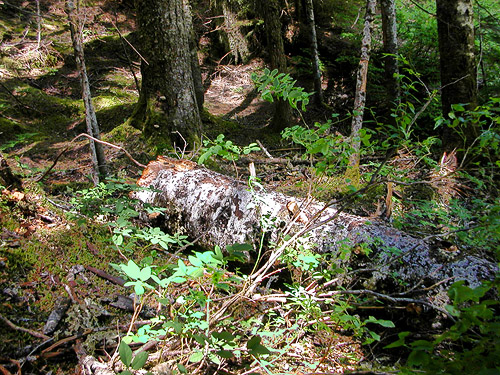 mature riparian forest with fir log, spider site on Berry Creek, Lewis County, Washington