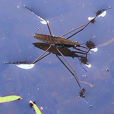 water strider Gerridae on Cora Lake, Lewis County, Washington