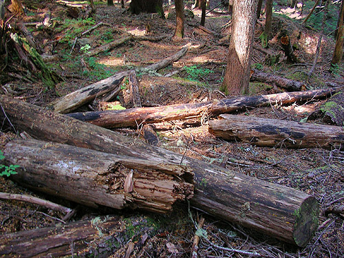 logs in forest, trail to Cora Lake, Lewis County, Washington