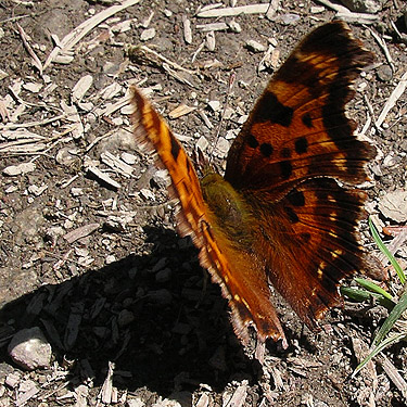 Nymphalis californica butterfly, spider site on Berry Creek, Lewis County, Washington