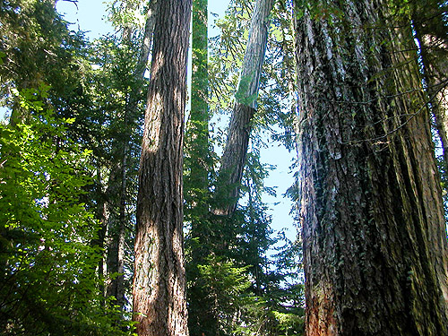 old growth forest along trail to Cora Lake, Lewis County, Washington