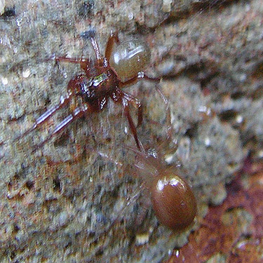 Robertus vigerens male under stream cobble with juvenile female, spider site on Berry Creek, Lewis County, Washington