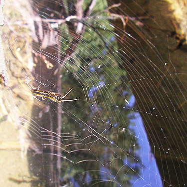 spider Tetragnatha versicolor in web over Cora Lake, Lewis County, Washington