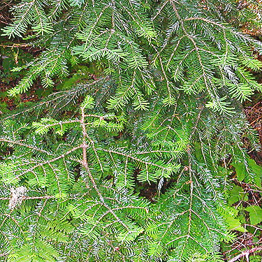 western hemlock foliage Tsuga heterophylla, spider site on Berry Creek, Lewis County, Washington
