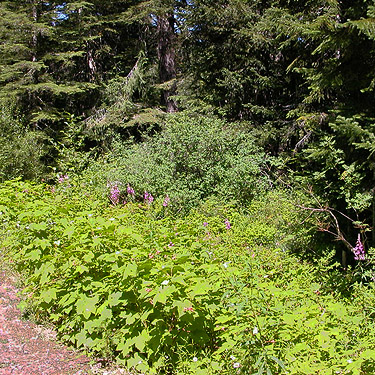 roadside verge, spider site on Berry Creek, Lewis County, Washington