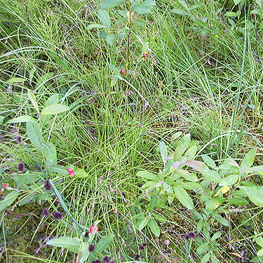 flora of wet meadow, Cora Lake trailhead, Lewis County, Washington