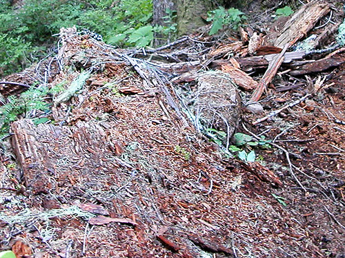 dead wood habitat with spiders, near Cora Lake, Lewis County, Washington