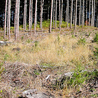 grass in clearcut, south end of Cousins Road, Lewis County, Washington