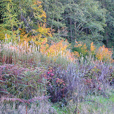 fall color in poserline clearing, south end of Cousins Road, Lewis County, Washington