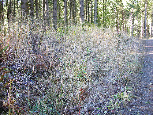roadside grass, south end of Cousins Road, Lewis County, Washington