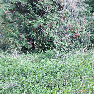 red cedar Thuja plicata at edge of meadow, meadow along King Creek, Buckhorn Hill area Lewis County, Washington