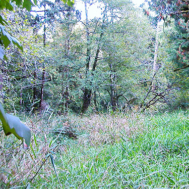 downstream end of meadow along King Creek, Buckhorn Hill area Lewis County, Washington