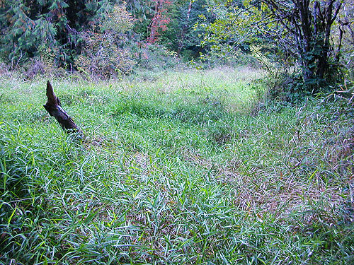 meadow along King Creek, Buckhorn Hill area Lewis County, Washington
