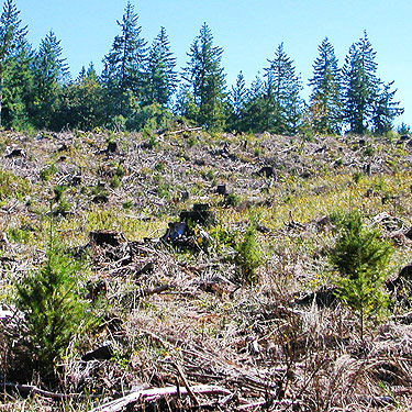 planted regrowth in 2020 clearcut, south end of Cousins Road, Lewis County, Washington