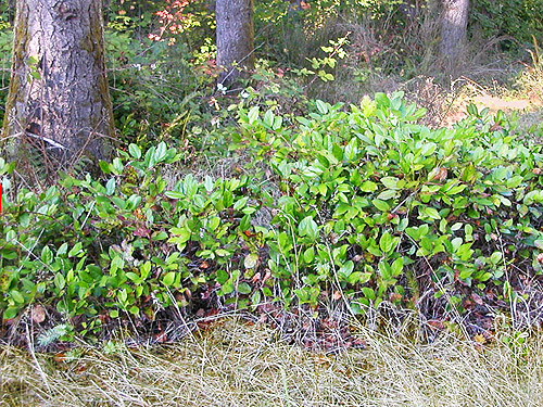 salal in shade, south end of Cousins Road, Lewis County, Washington