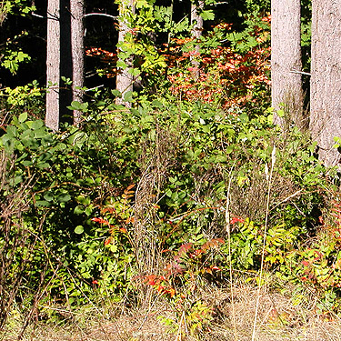 salal in sun, south end of Cousins Road, Lewis County, Washington