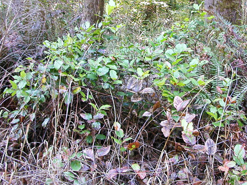 salal in shade, south end of Cousins Road, Lewis County, Washington