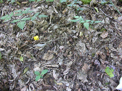 leaf litter on forest floor, H Street Road, Canadian border east of Blaine, Whatcom County, Washington