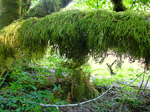 moss on tree limbs, H Street Road, Canadian border east of Blaine, Whatcom County, Washington