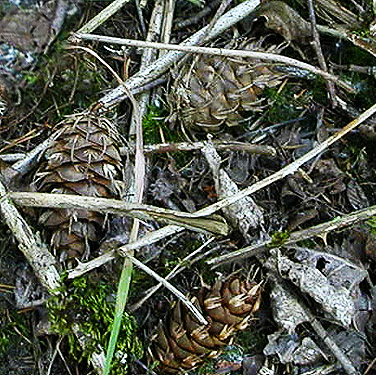 Douglas-fir cones in cottinwood thicket, nr pond SE of Custer, Whatcom County, Washington